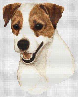 Jack Russell - Brown & White